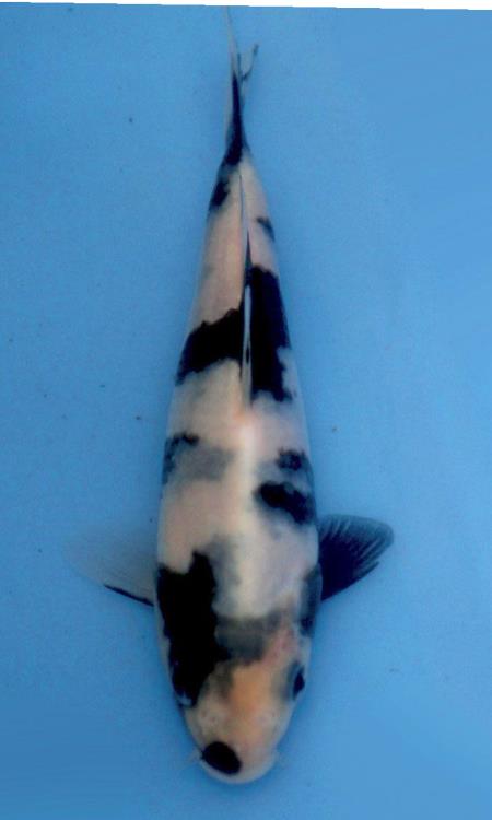Size 15 Shiroutsuri